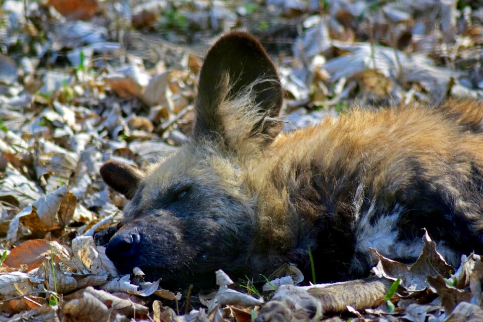 Jackal african wild dog zooaufnahme