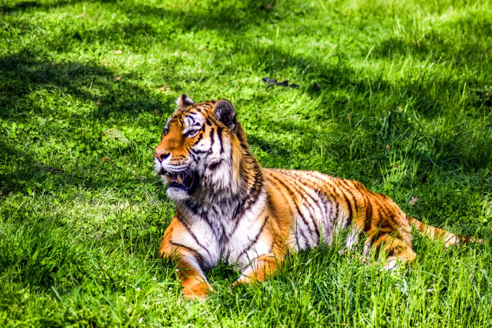 Animals visit holiday