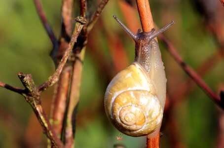Cepaea hortensis snail shell outstretched