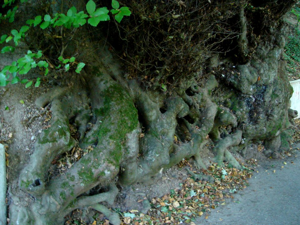 dsc02042.jpg 