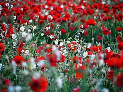 White field floral background