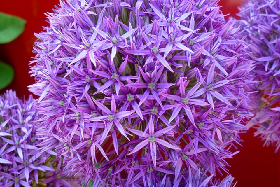 Garten natur close up