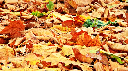 True leaves fall color nature