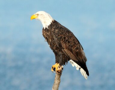 Perched raptor bird
