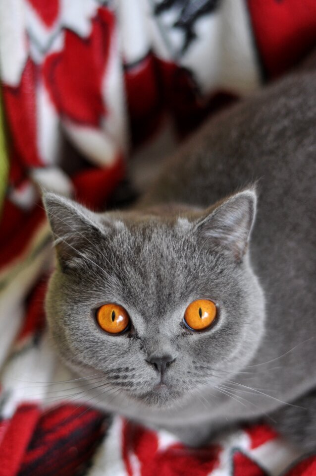 Feline amber eyes grey fur photo