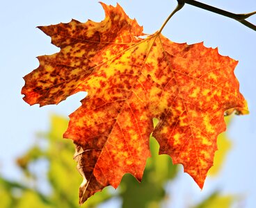 Foliage leaf leaf fall color