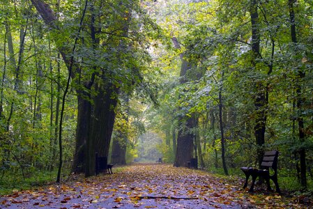 The fog forest lonely photo