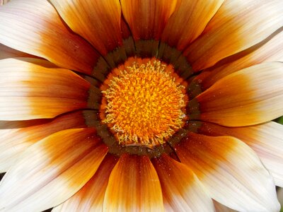 Beauty abstract petals