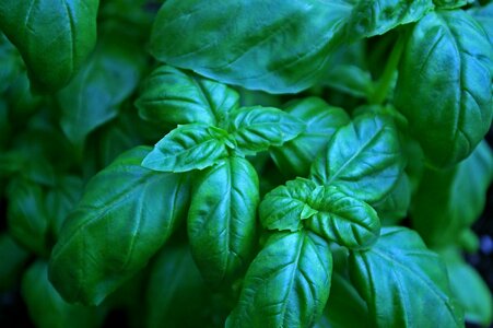 Food spice plant