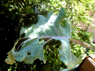 P1050944 