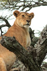Safari wild feline photo