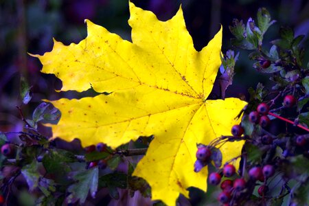 Gold autumn sunny