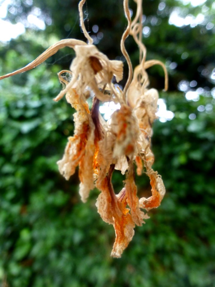 P1050987 