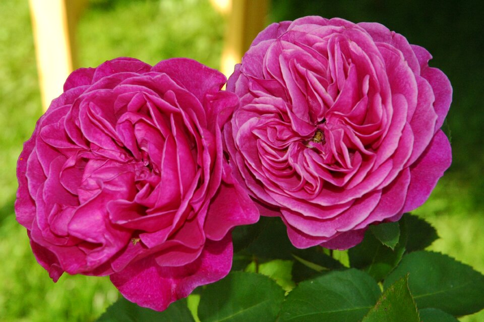 Rose blooms red rose nature