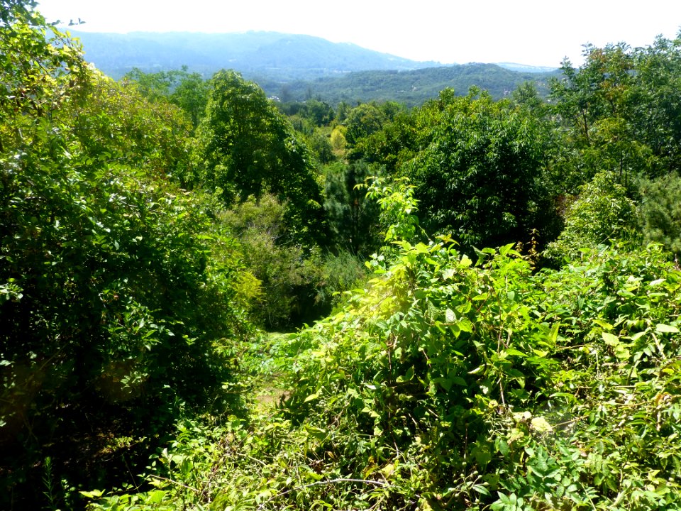 P1060040 