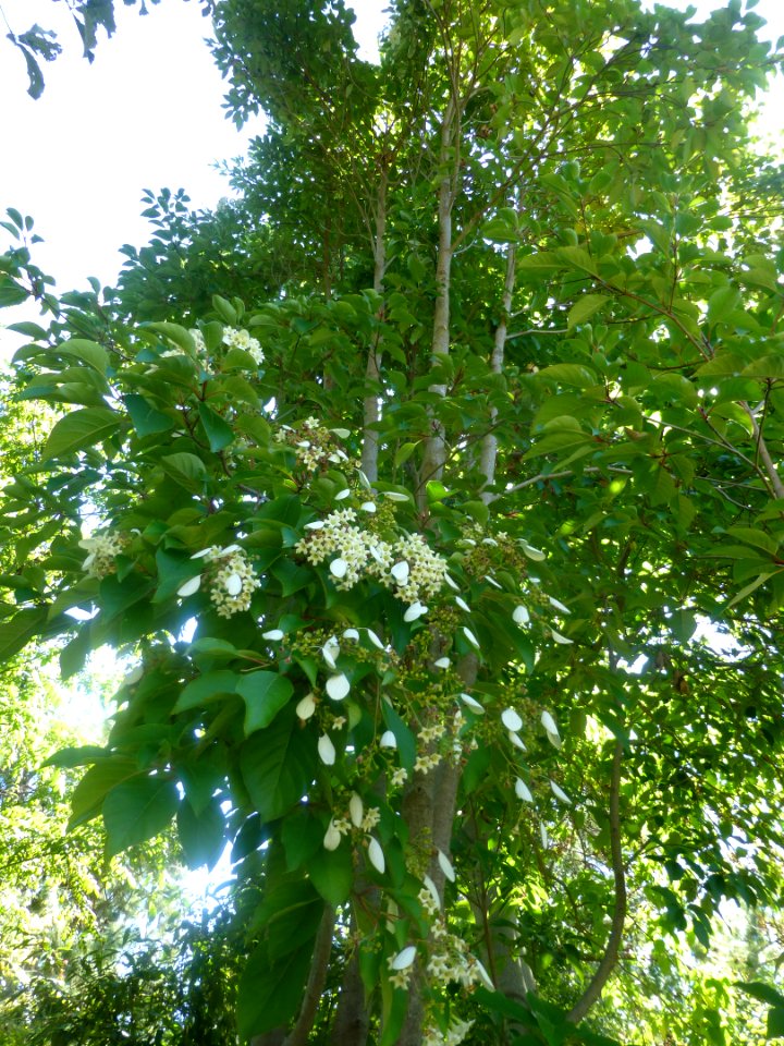 P1060044 