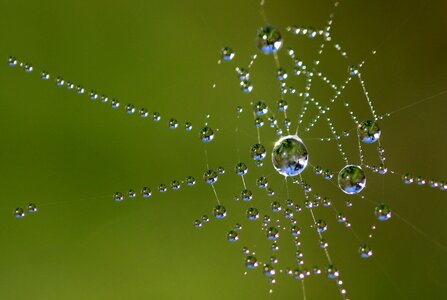 Dew drip raindrop photo