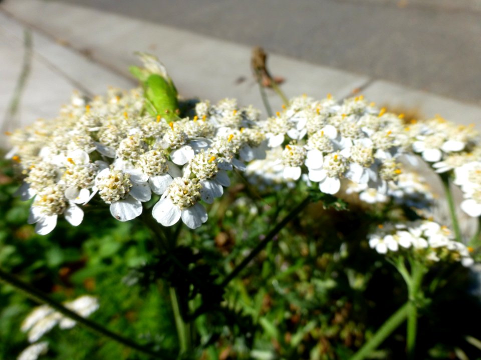 P1060155 