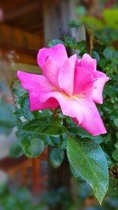 Bloom nature pink
