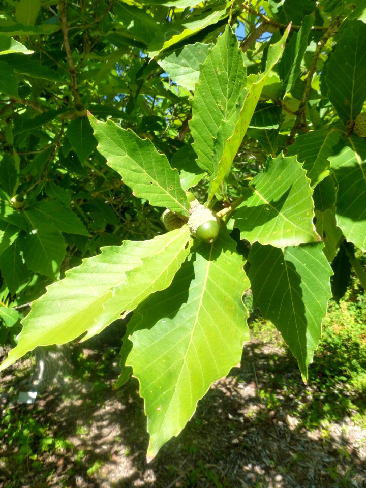 P1060048 