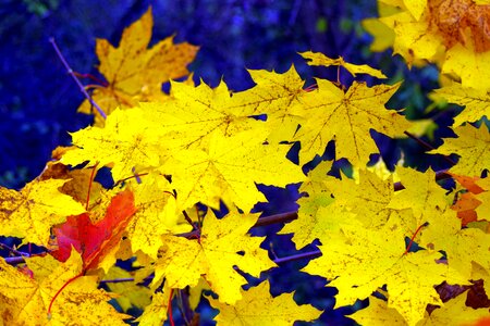 Gold autumn sunny