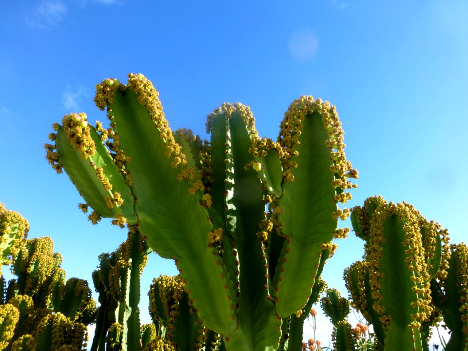 P1060445 