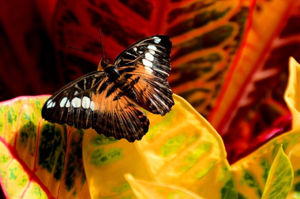 Insect entomology wildlife
