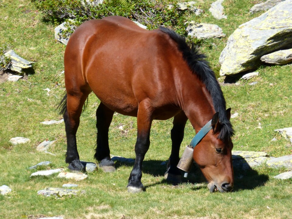 Landscape pastures pacer