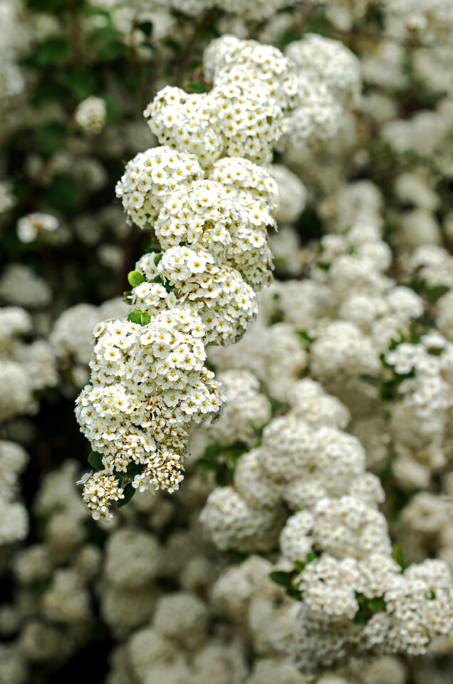 White bush may