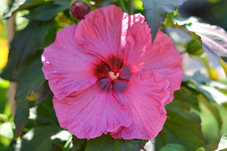 Botanical colorful natural