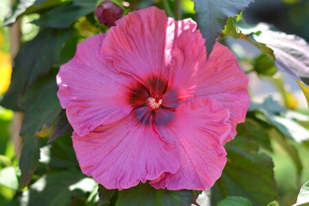 Botanical colorful natural