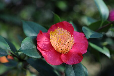 Flower locarno park of the camellias