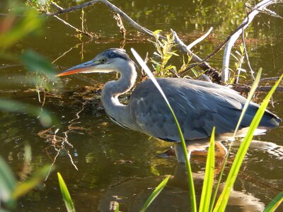 Heron bird stalking