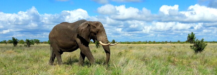 Kruger national park south africa safari photo