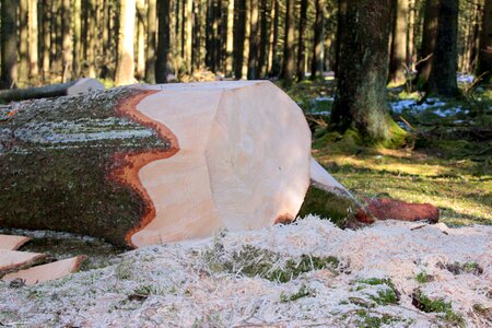 Conifer like interface