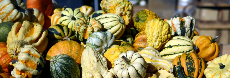 Thanksgiving decoration harvest