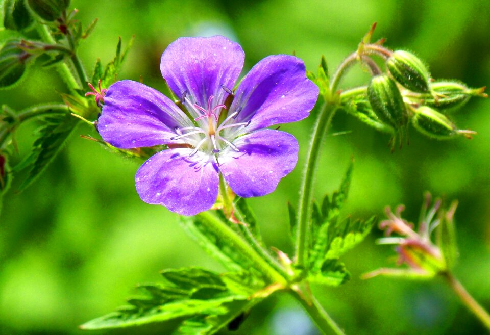 Mood purple green
