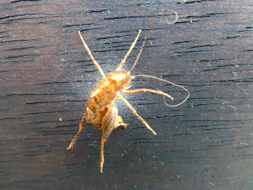 P1060366 