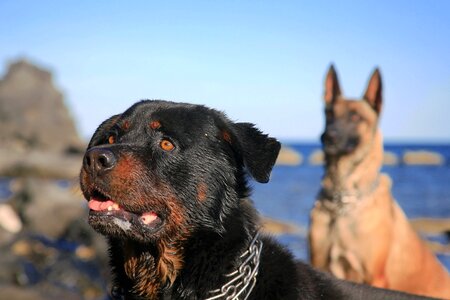 Domestic animal race doggie photo