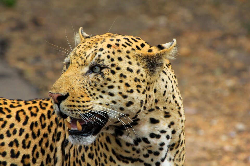 Leopard south africa safari