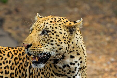 Leopard south africa safari photo