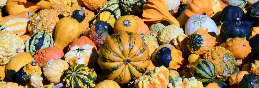 Thanksgiving decoration harvest