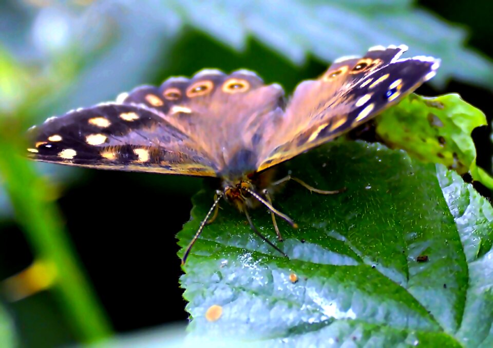 Insect butterflies wing