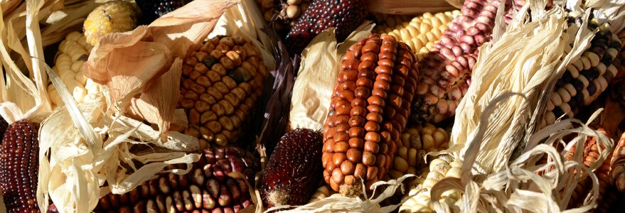 Cereals wine red agriculture