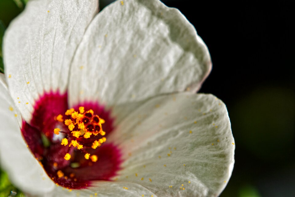 Flower white timisoara