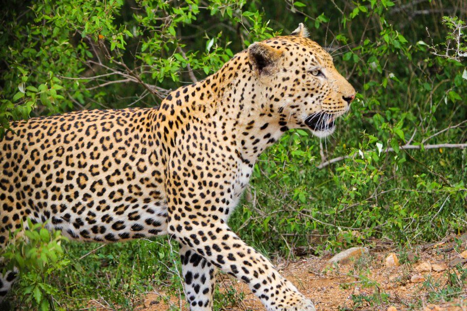 Wild life wild south africa