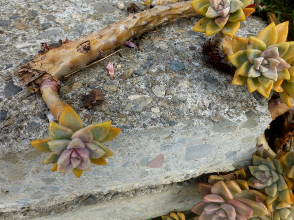 P1060686 
