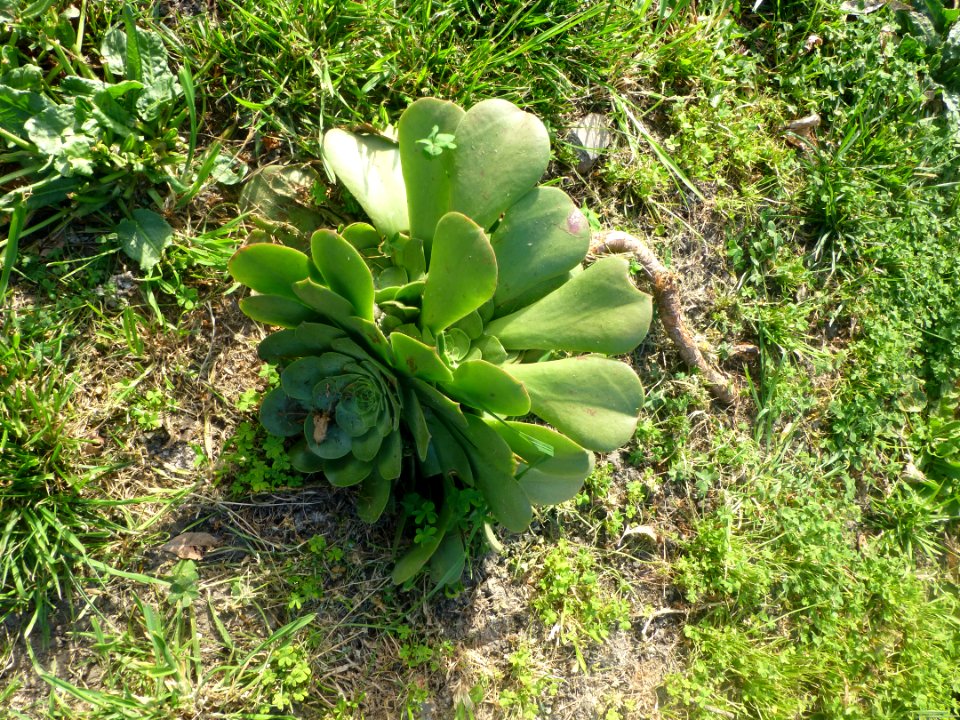 P1060680 