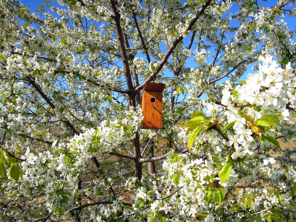 Bird house odu flower