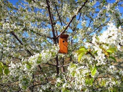 Bird house odu flower